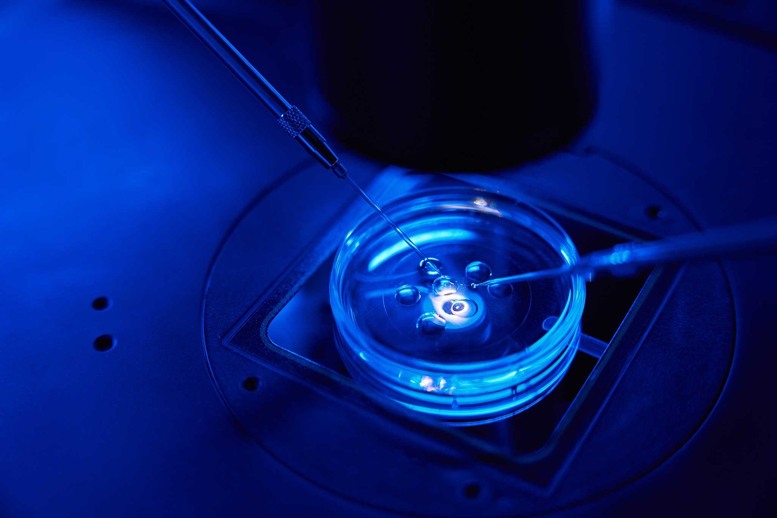 Ventus IVF laboratuvarında ICSI mikroenjeksiyon işlemi